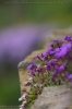 Blaukissen (Aubrieta-Hybriden)