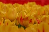 Tulpen (Tulipa-Hybriden)