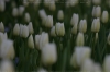 wei�e Tulpen