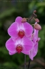 Phalaenopsis-Orchidee