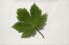 Blatt vom Bergahorn (Acer pseudoplatanus)