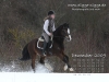 Pferde Desktop-Kalender Dezember 2009