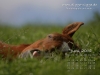 Pferde Desktop-Kalender Juni 2008