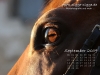 Pferde Desktop-Kalender September 2009