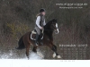 Pferde Desktop-Kalender Dezember 2009