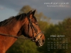 Pferde Desktop-Kalender Mai 2010