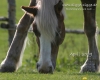 Pferde Desktop-Kalender April 2009