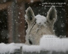Pferde-Desktop-Kalender Dezember 2008