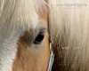 Pferde Desktop-Kalender Maerz 2010
