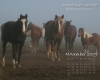 Pferde Desktop-Kalender November 2009