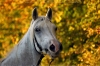 Araberschimmelstute Schayla im Herbstwald