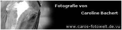 Homepage von Caroline Bachert besuchen