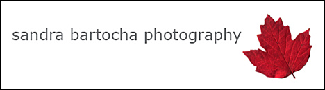 Homepage von Sandra Bartocha besuchen